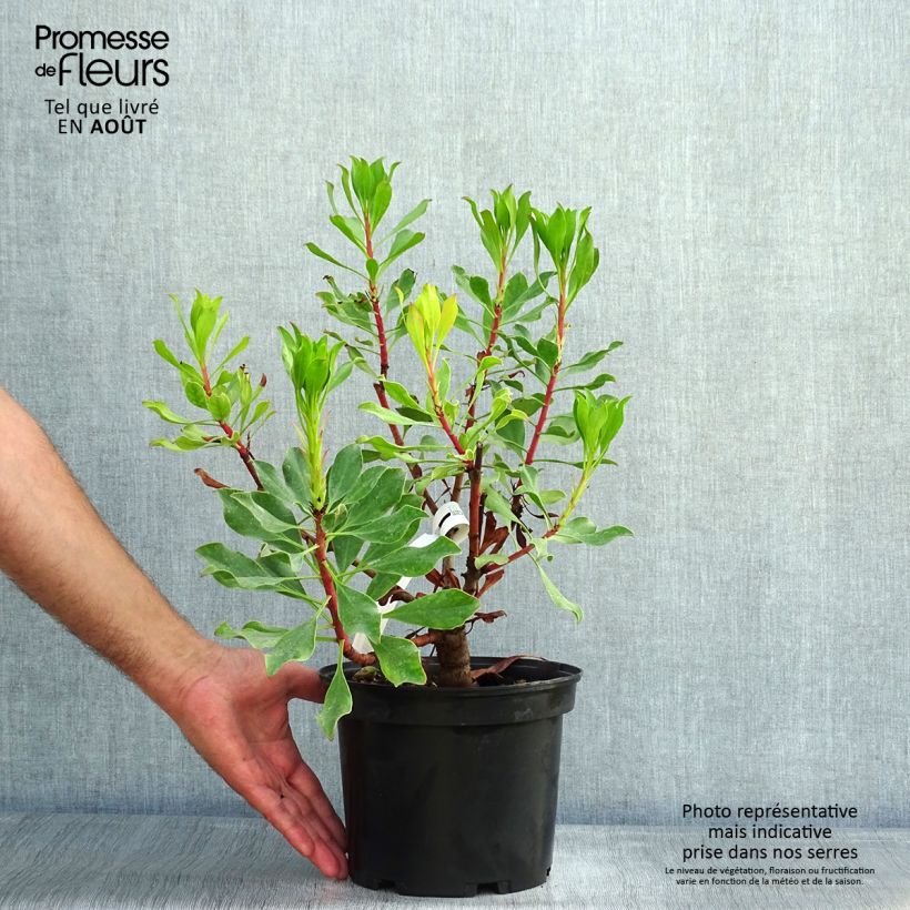 Spécimen de Protea Pink Crown - Protée hybride Pot de 4L/5L tel que livré en été