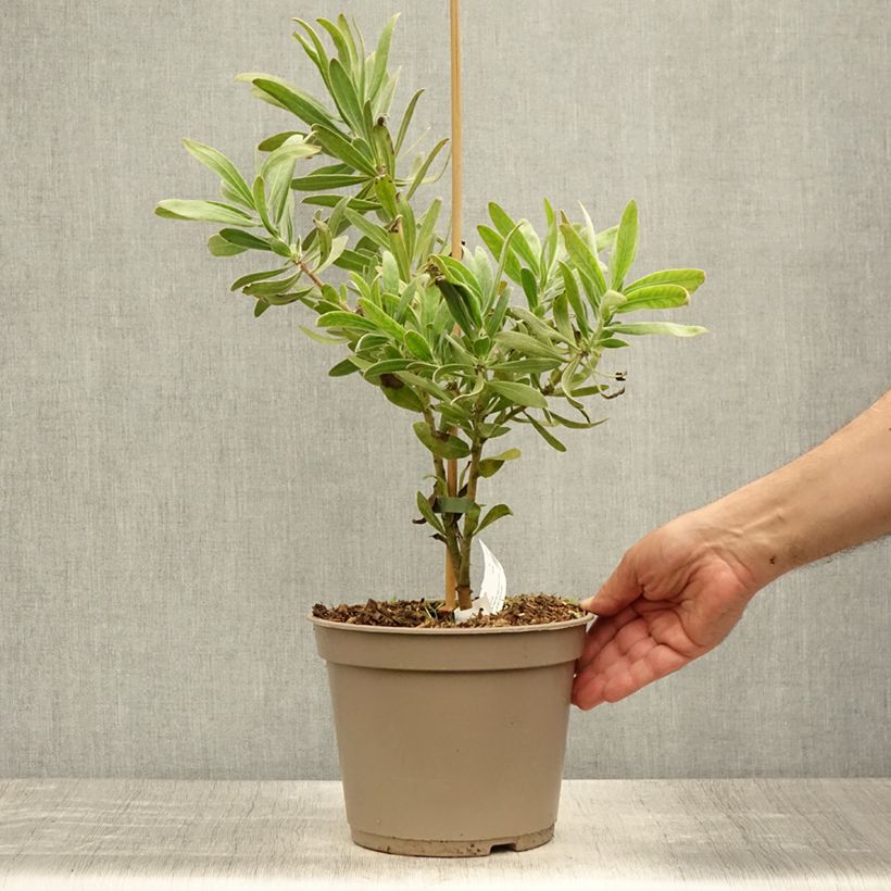 Spécimen de Protea Pink Ice - Protée hybride Pot de 4L/5L tel que livré en été