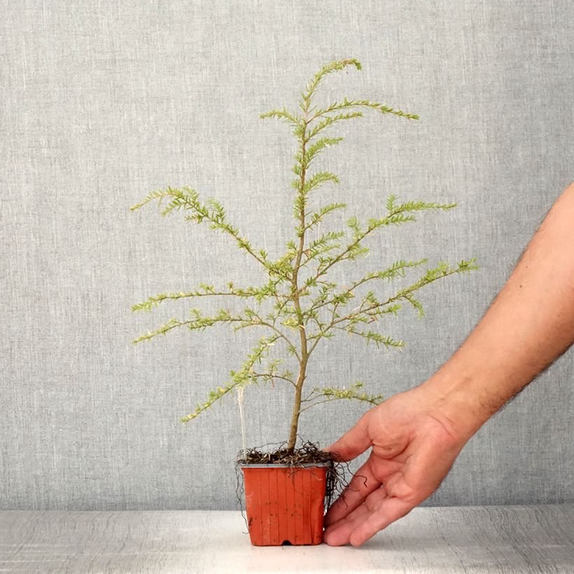 Spécimen de Pruche de l'Ouest - Tsuga heterophylla Godet de 8/9 cm tel que livré en été