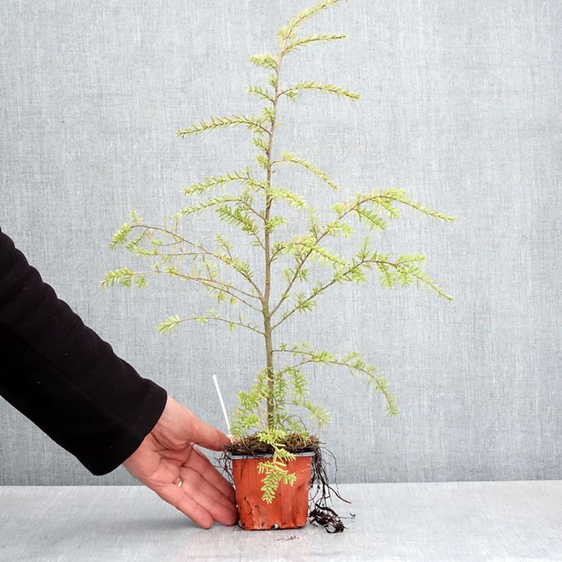 Spécimen de Pruche de l'Ouest - Tsuga heterophylla - Godet de 8/9 cm tel que livré au printemps