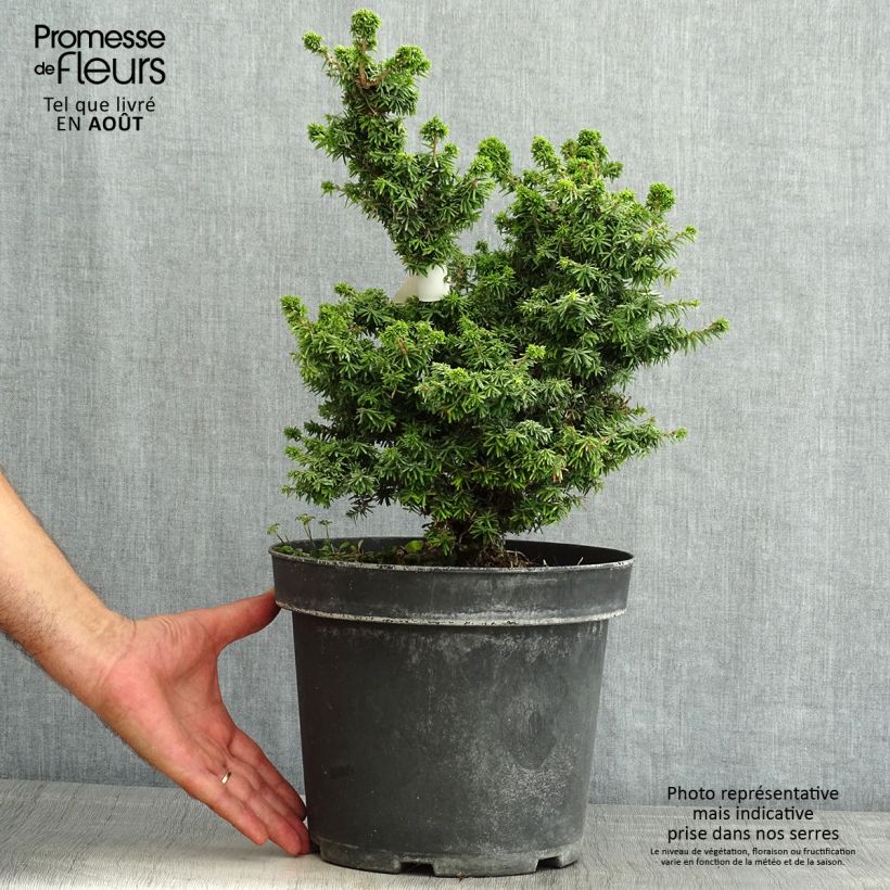 Spécimen de Pruche du Canada - Tsuga canadensis Jervis                          Pot de 7,5L/10L tel que livré en été
