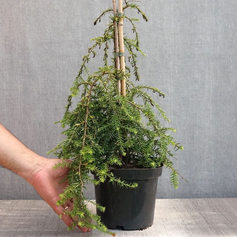 Spécimen de Pruche du Canada - Tsuga canadensis Pendula                        Pot de 2L/3L tel que livré en été