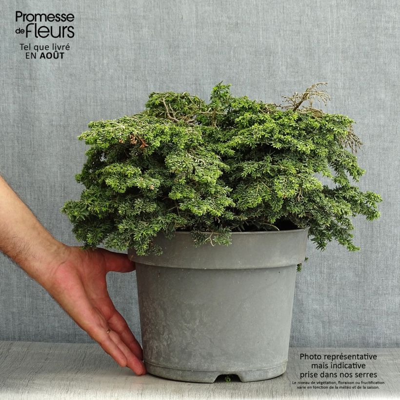 Spécimen de Pruche du Canada - Tsuga canadensis Popeleski                     Pot de 7,5L/10L tel que livré en été
