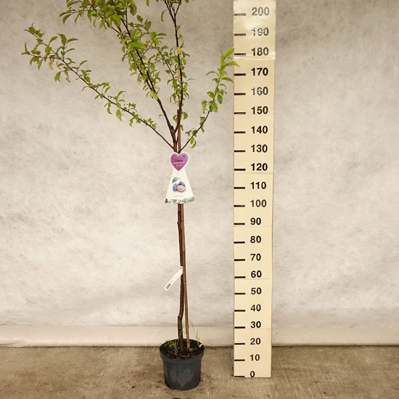 Spécimen de Pruneau de Bâle - Prunier Hauszwetsche - Quetsche Pot de 7,5L/10L, Demi-Tige tel que livré en été