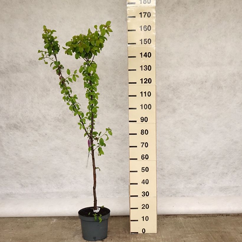 Spécimen de Pruneau de Bâle - Prunier Hauszwetsche - Quetsche gobelet en pot de 7.5l/10l tel que livré au printemps