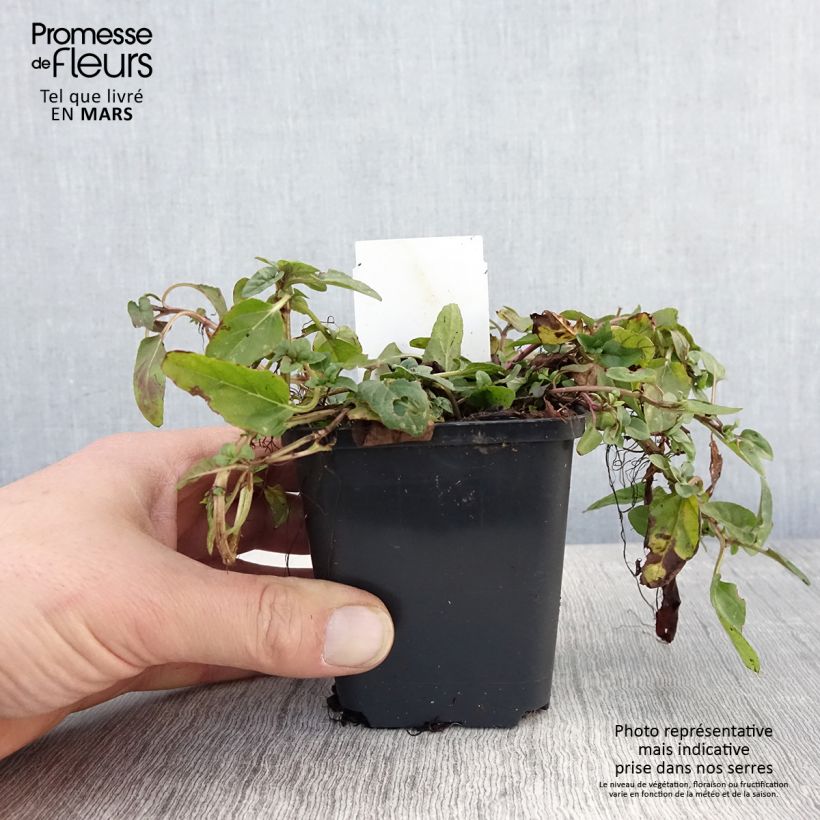 Spécimen de Prunella vulgaris - Brunelle commune tel que livré au printemps