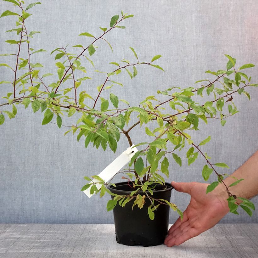 Spécimen de Prunellier - Prunus spinosa Pot de 2L/3L tel que livré en été