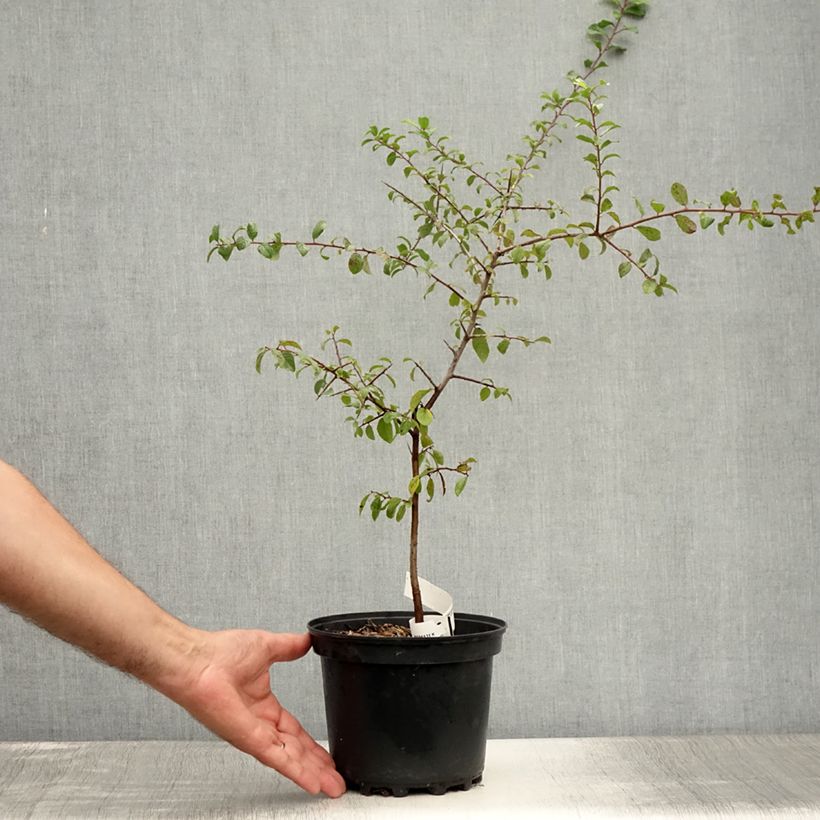 Spécimen de Prunellier - Prunus spinosa Pot de 3L/4L tel que livré en été
