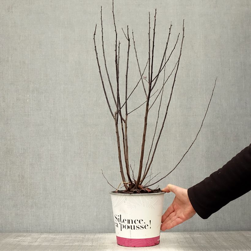 Spécimen de Prunier à fleurs - Prunus cerasifera Nigra Pot de 3L/4L, Touffe tel que livré en automne