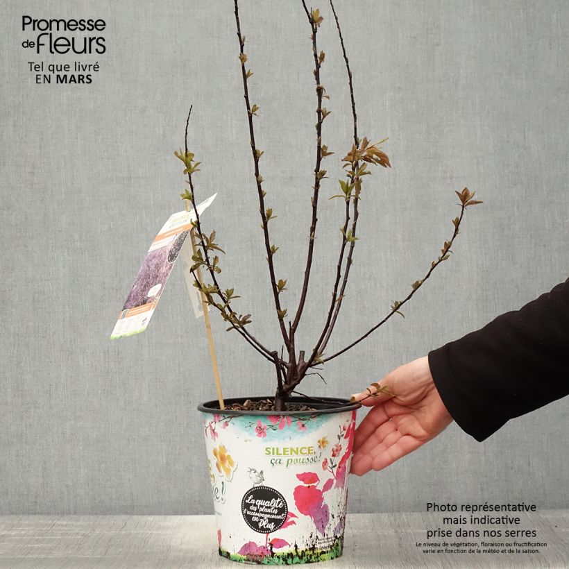 Spécimen de Prunier à fleurs - Prunus cerasifera Nigra Pot de 3L/4L touffe tel que livré au printemps