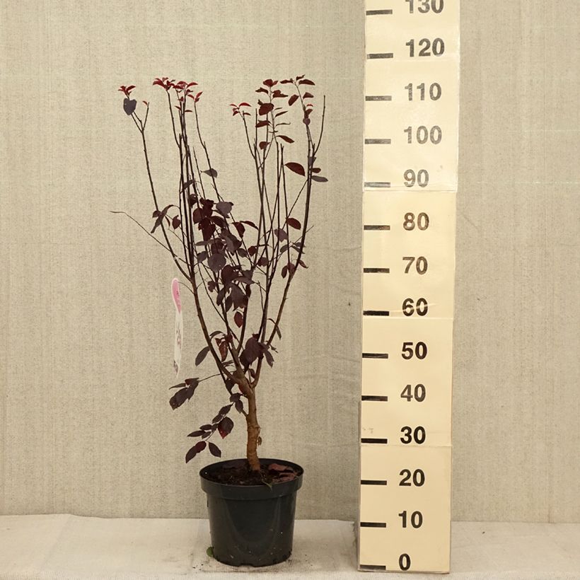 Spécimen de Prunier à fleurs - Prunus cerasifera Nigra Pot de 7,5L/10L tel que livré en automne