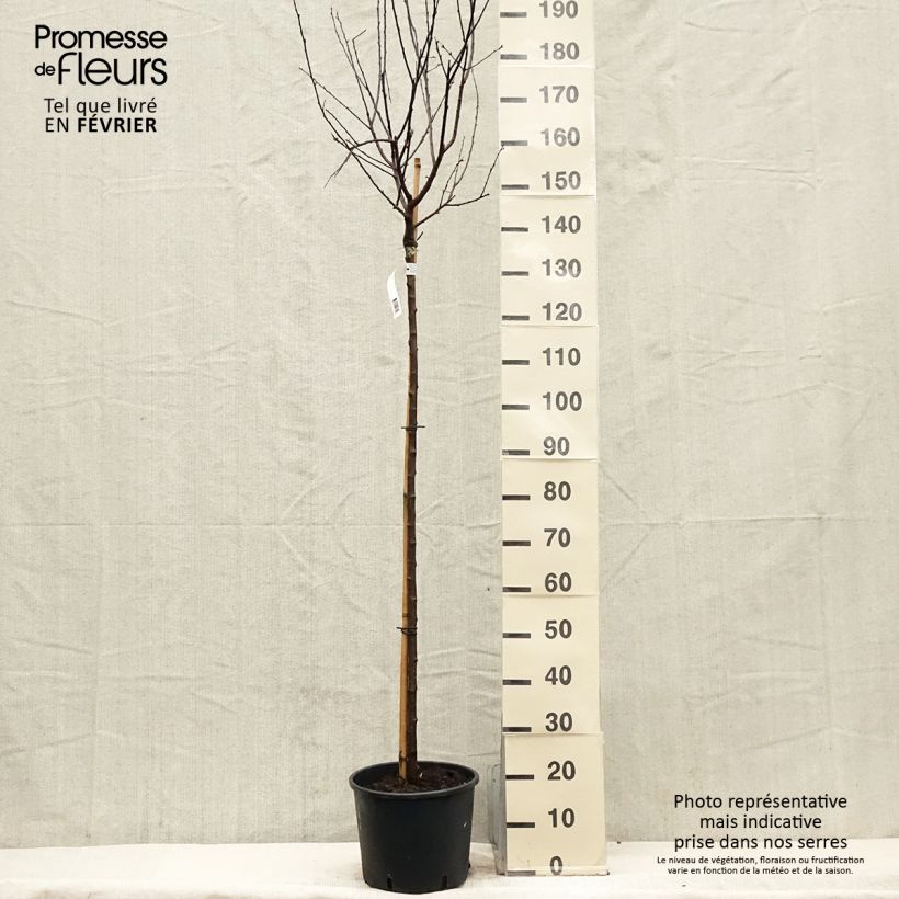 Spécimen de Prunier à fleurs - Prunus cerasifera Nigra tel que livré en hiver