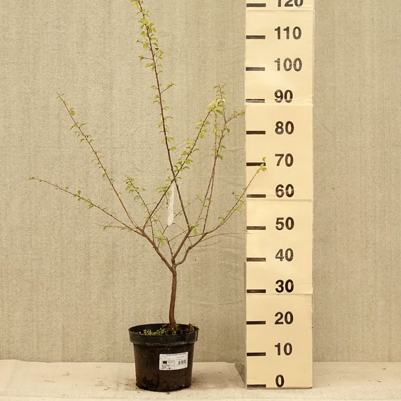 Spécimen de Prunier à fleurs - Prunus cerasifera Złoty Obłok - Pot de 4L/5L tel que livré en été
