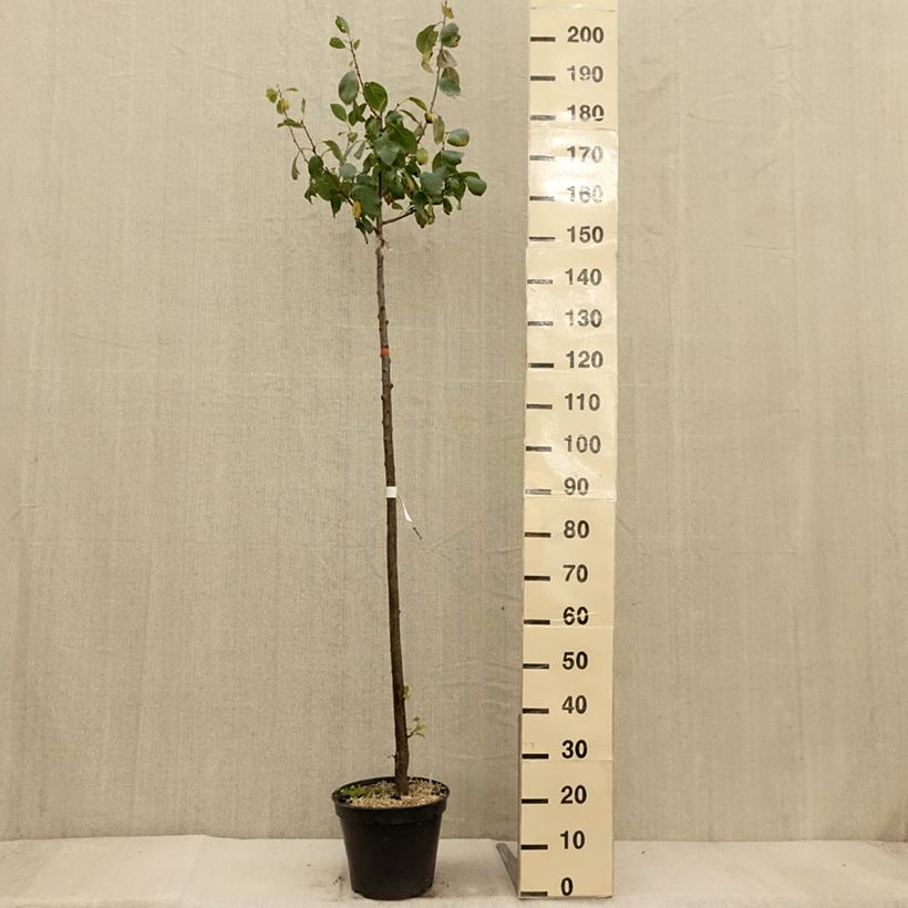 Spécimen de Prunier Bleue de Belgique - Pot de 7,5L/10L - 1016 tel que livré en automne