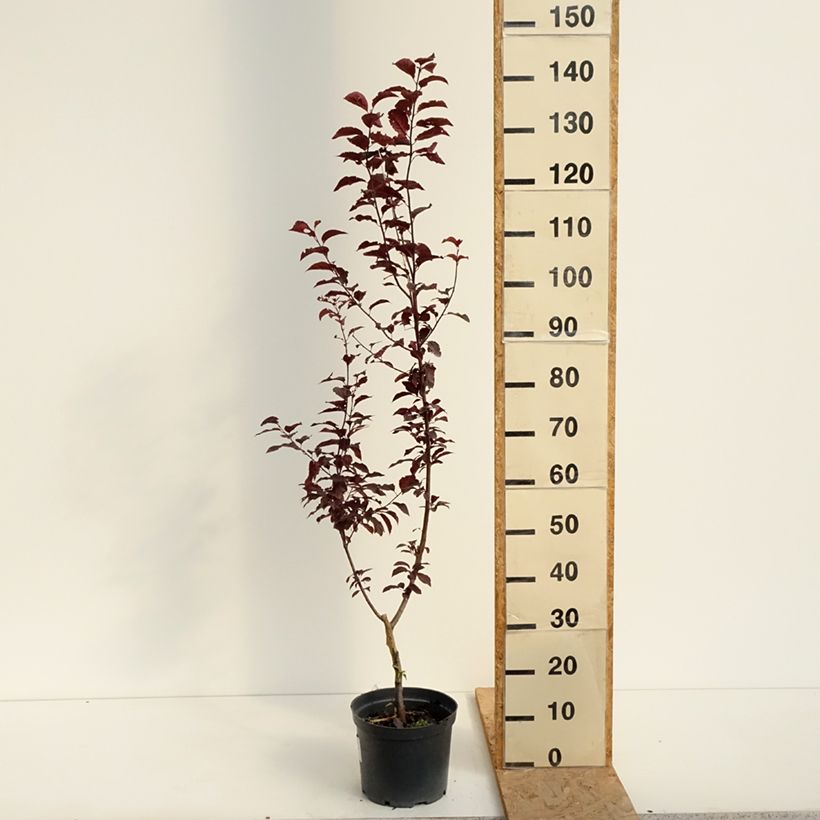 Spécimen de Prunier cerise - Prunus cerasifera Hollywood Pot de 4L/5L tel que livré en été