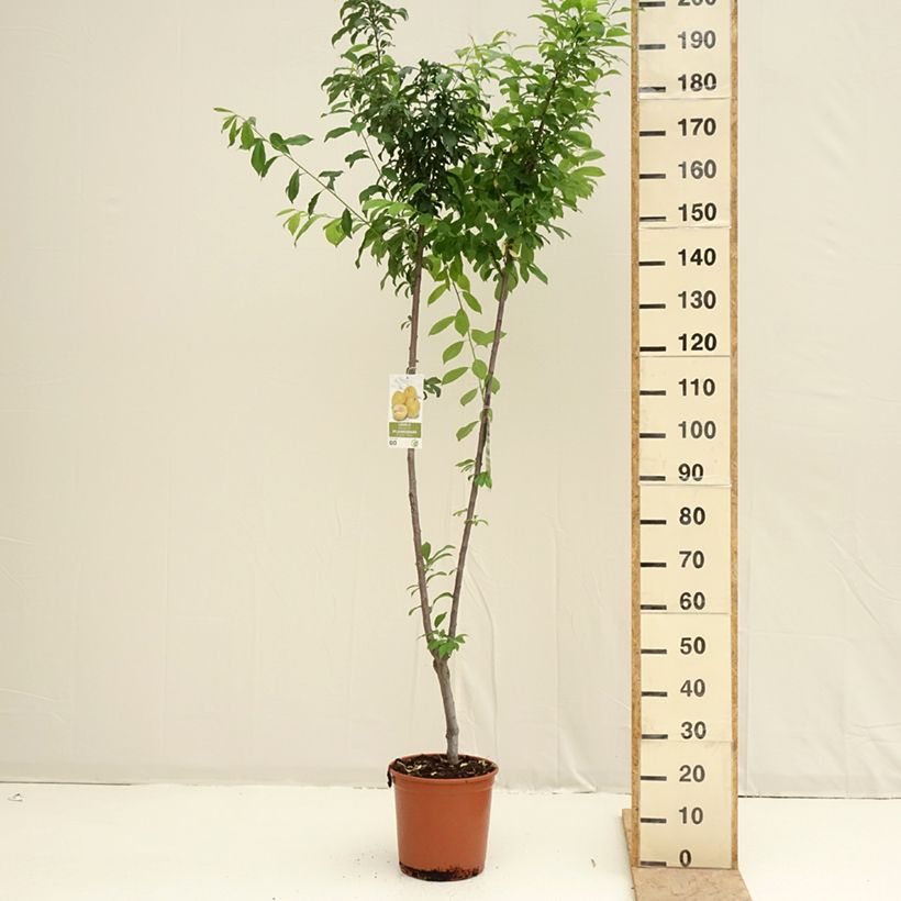Spécimen de Prunier Duo Black Amber et Golden Japan Pot de 7,5L/10L tel que livré au printemps