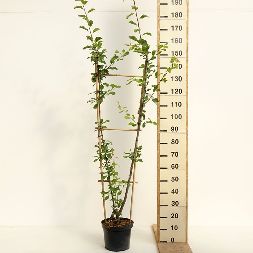 Spécimen de Prunier Duo Opal et Victoria Pot de 7,5L/10L, Palmette simple U tel que livré au printemps