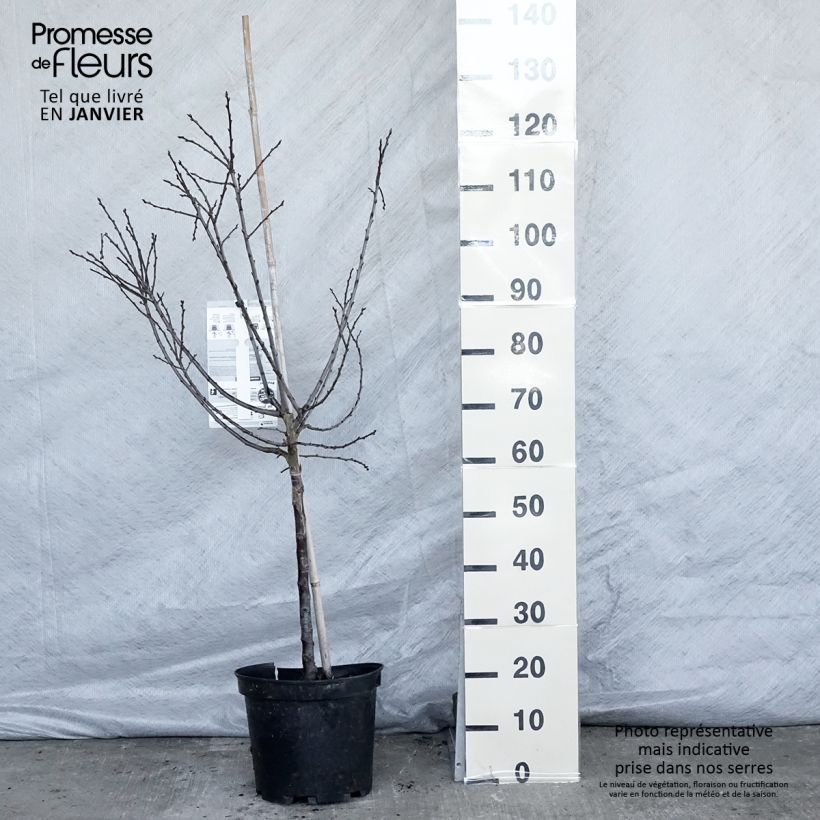 Spécimen de Prunier Mirabelle de Metz Pot de 7,5L/10L tel que livré en hiver