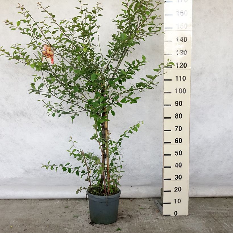 Spécimen de Prunier Mirabelle de Nancy Pot de 7,5L/10L, Gobelet tel que livré en été