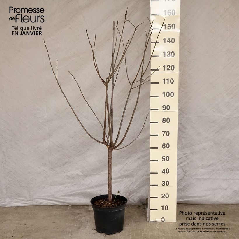 Spécimen de Prunier Monsieur Hâtif Gobelet en pot de 7,5l/10l tel que livré en hiver