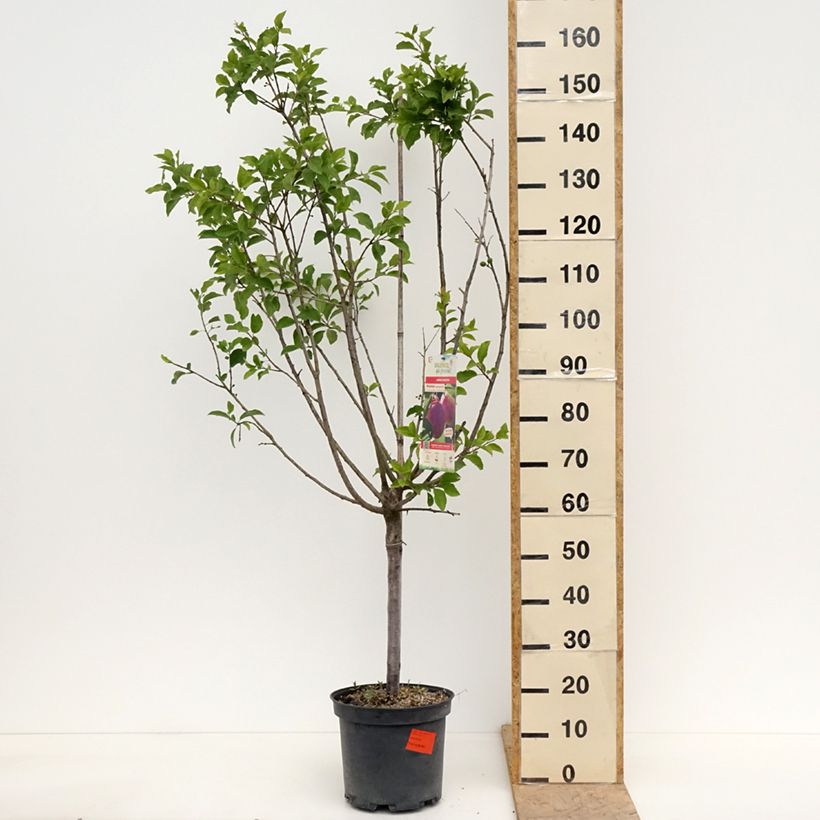Spécimen de Prunier Monsieur Hâtif Pot de 7,5L/10L, Gobelet tel que livré au printemps