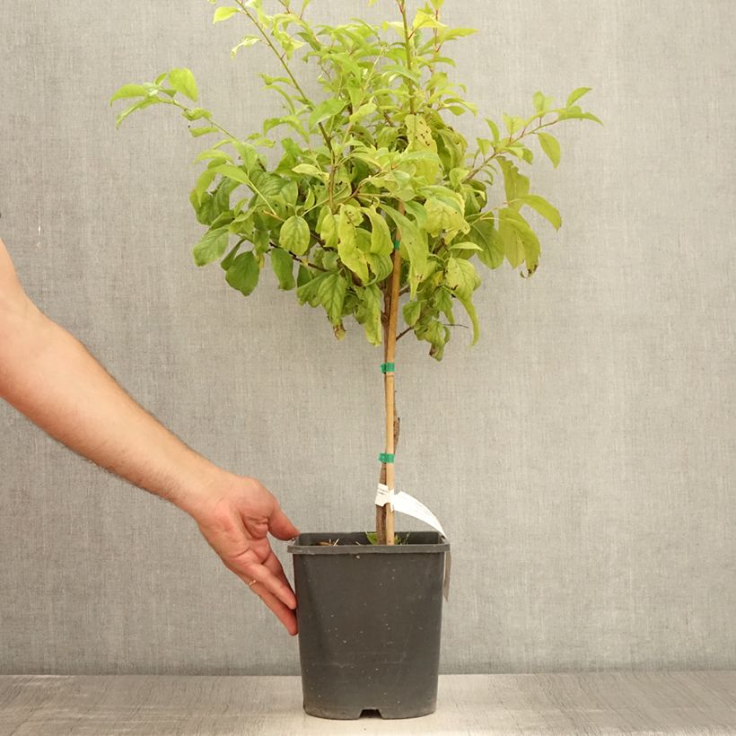 Spécimen de Prunier nain Fruit Me Plum Me Angeleno Pot de 4L/5L, Nain tel que livré en été