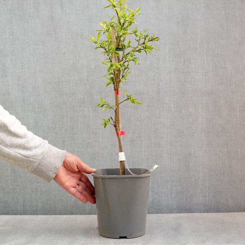 Spécimen de Prunier nain Fruit Me Plum Me Angeleno Pot de 4/5L tel que livré au printemps