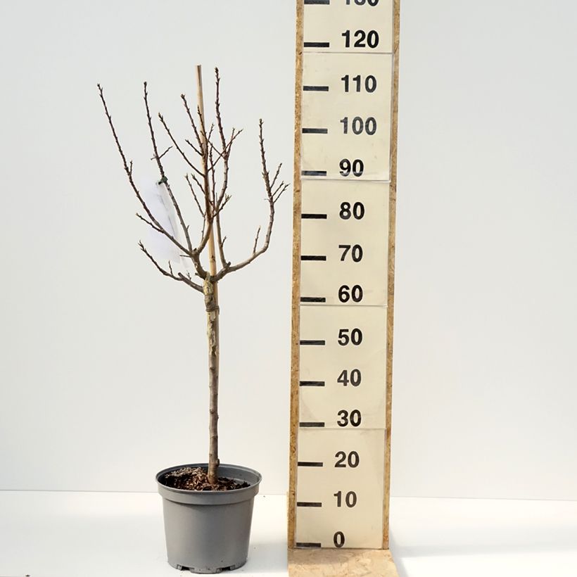 Spécimen de Prunier nain Goldust Pot de 6L/7L, Nain, Tige de 40 cm tel que livré au printemps