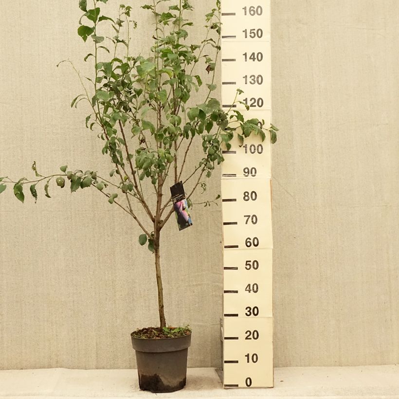 Spécimen de Prunier nain Hanna Pot de 7,5L/10L, Tige de 30 cm tel que livré en été