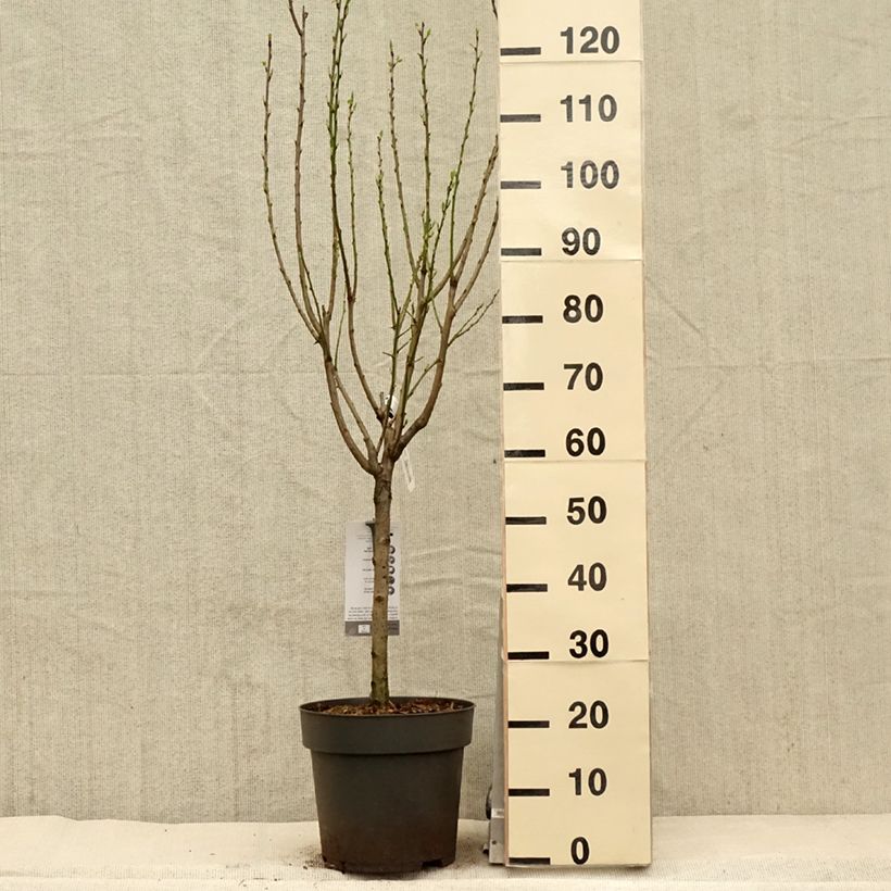 Spécimen de Prunier nain Hanna - Pot de 7,5L/10L tel que livré au printemps