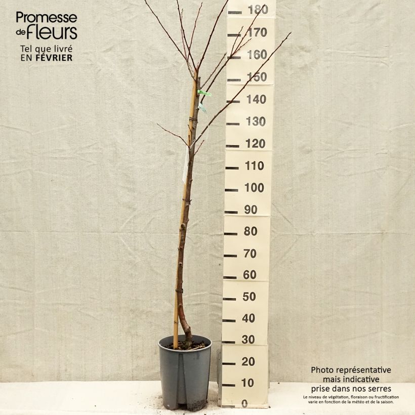 Spécimen de Prunier Président Pot de 7,5L/10L, Demi-Tige tel que livré en hiver