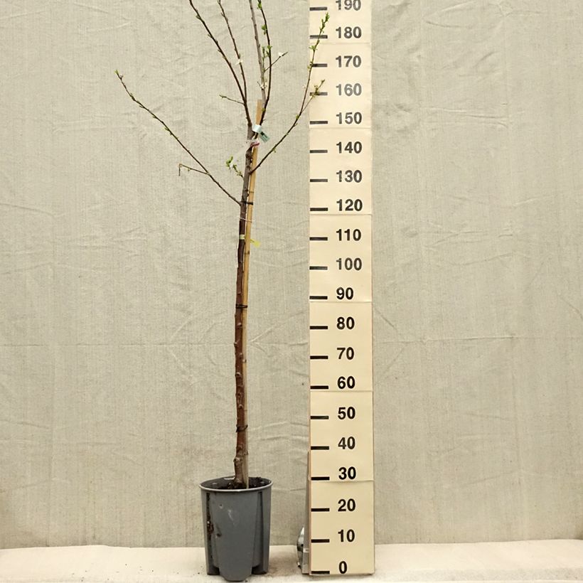 Spécimen de Prunier Président Pot de 7.5L/10L tel que livré au printemps
