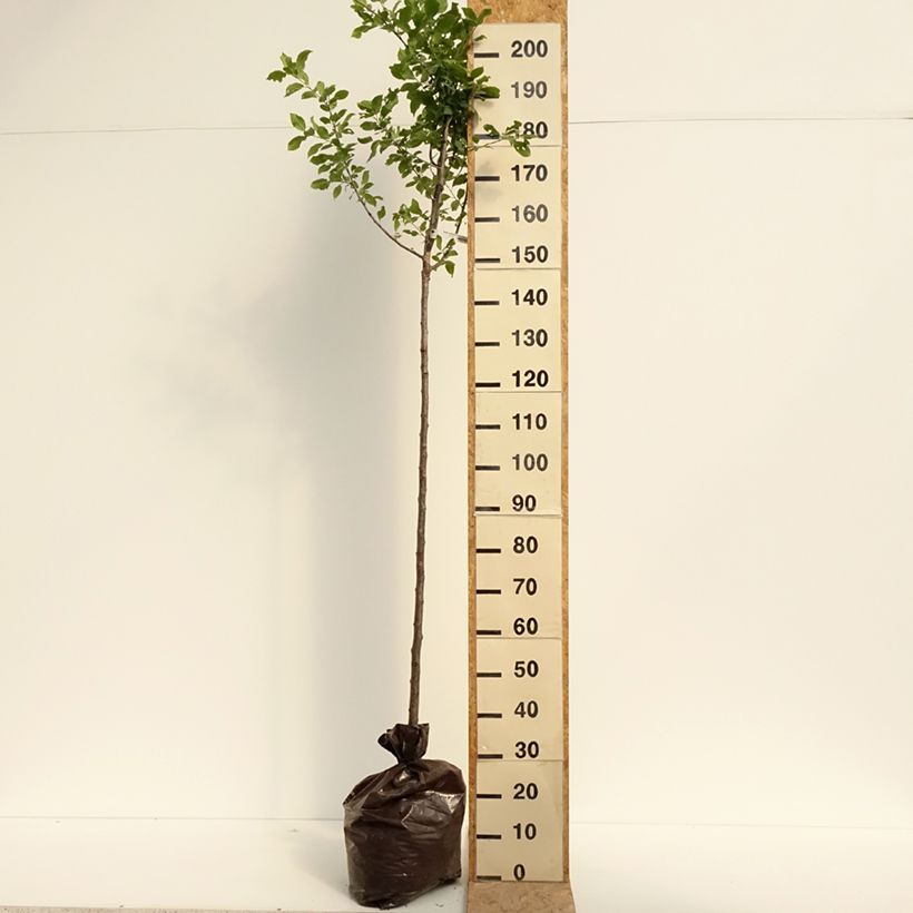Spécimen de Prunier Quetsche Blanche de Létricourt Motte "Prêt-à-planter", Demi-Tige tel que livré en été