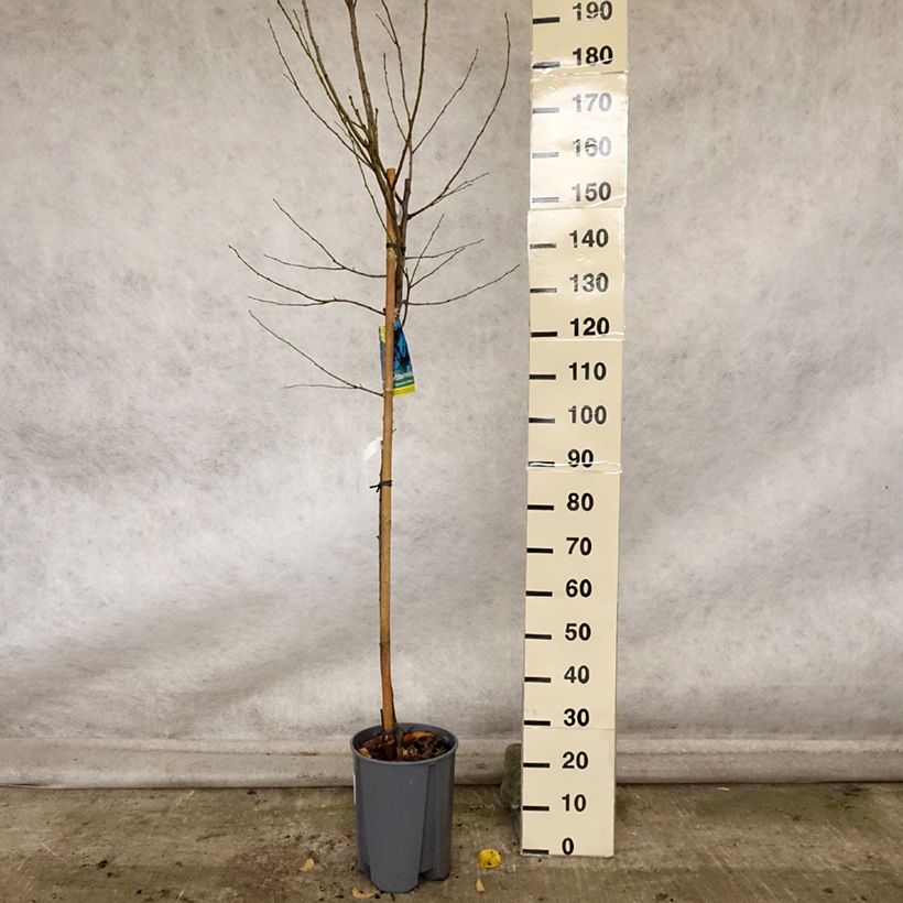 Spécimen de Prunier Quetsche d'Alsace Pot de 7,5L/10L, Demi-Tige tel que livré en automne