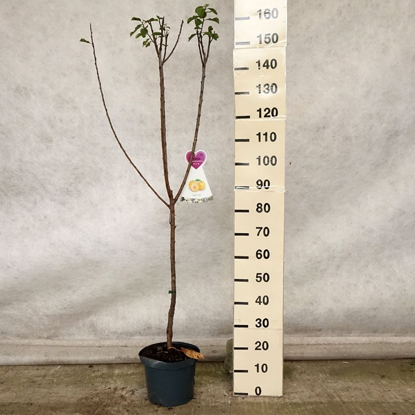 Spécimen de Prunier Reine Claude d'Oullins  Pot de 7,5L/10L, Gobelet tel que livré en automne
