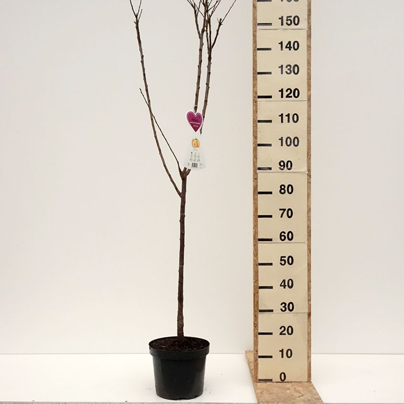 Spécimen de Prunier Reine Claude d'Oullins - Gobelet en pot de 7,5/10L tel que livré en hiver