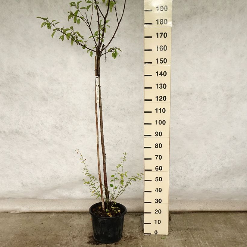 Spécimen de Prunier Reine Claude de Bavay Pot de 12L/15L, Demi-Tige tel que livré en été