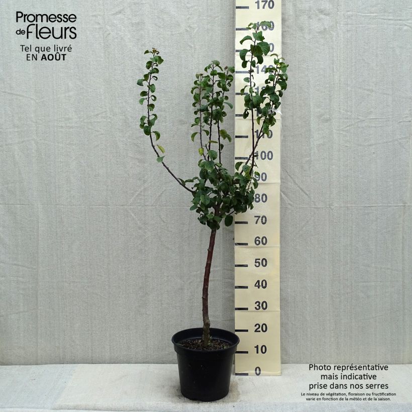 Spécimen de Prunier Reine Claude De Juillet Gobelet en pot de 7,5l/10l tel que livré en été