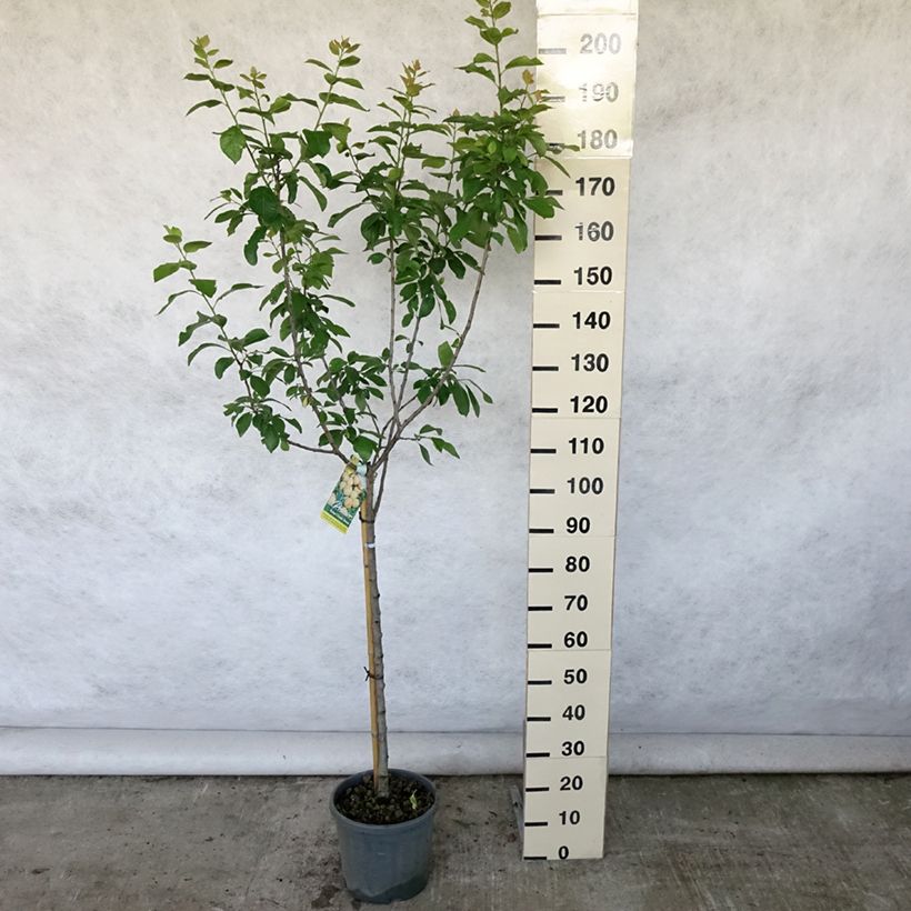 Spécimen de Prunier Reine Claude Dorée ou verte Pot de 7,5L/10L, Gobelet tel que livré en été
