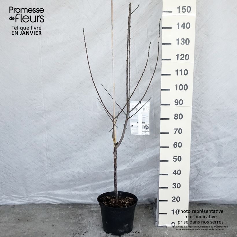 Spécimen de Prunier Reine Claude violette (d'Althan) Pot de 7,5L/10L tel que livré en hiver