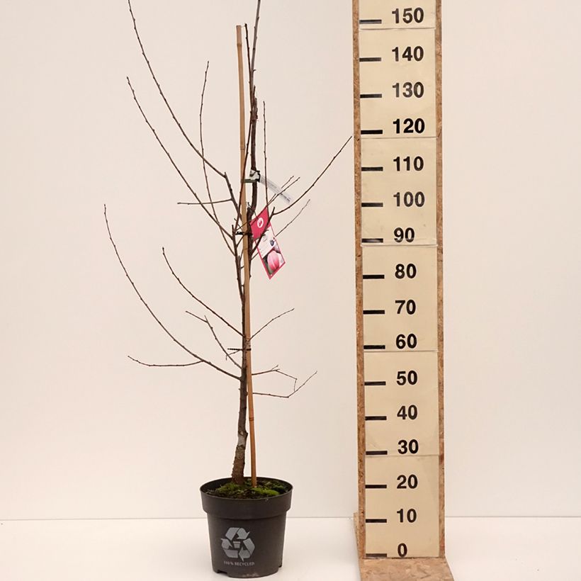 Spécimen de Prunier Tipala - Prunus domestica - Pot de 7,5L/10L tel que livré en hiver