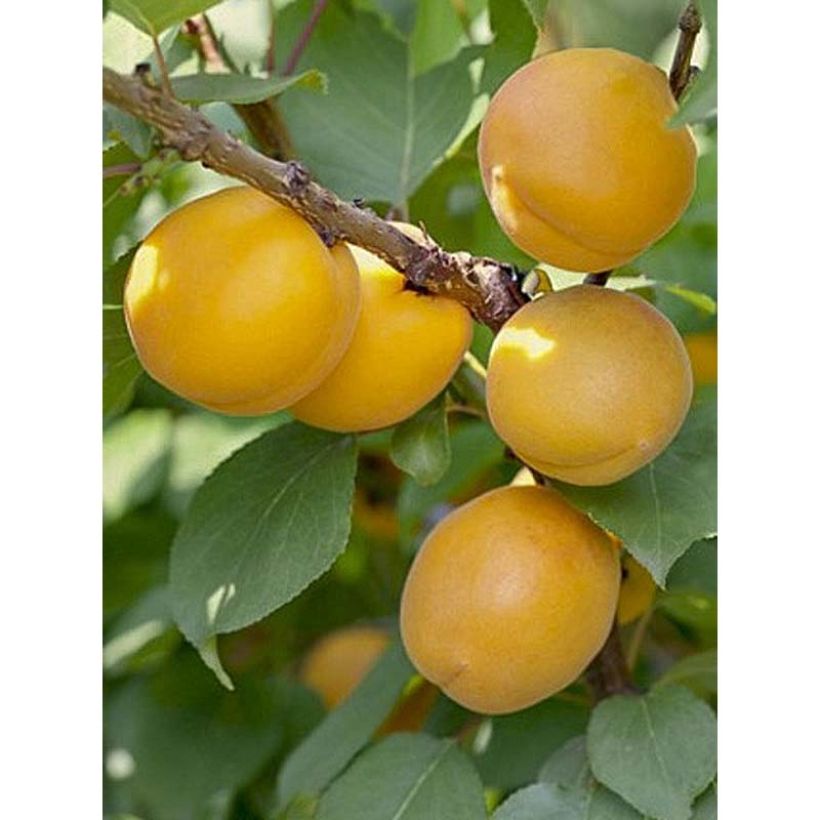 Abricotier - Prunus armeniaca Bulida (Récolte)