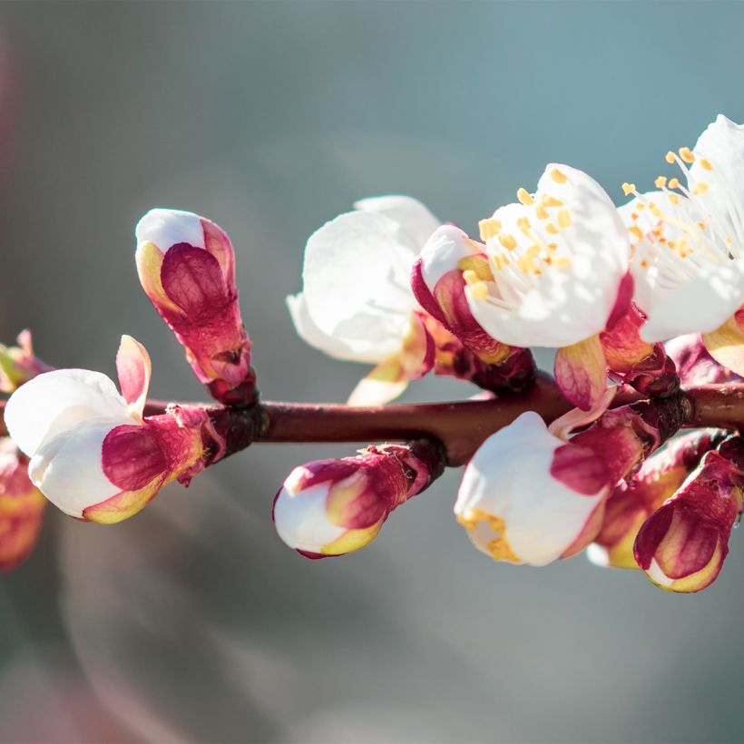 Abricotier - Prunus armeniaca Compacta (Floraison)