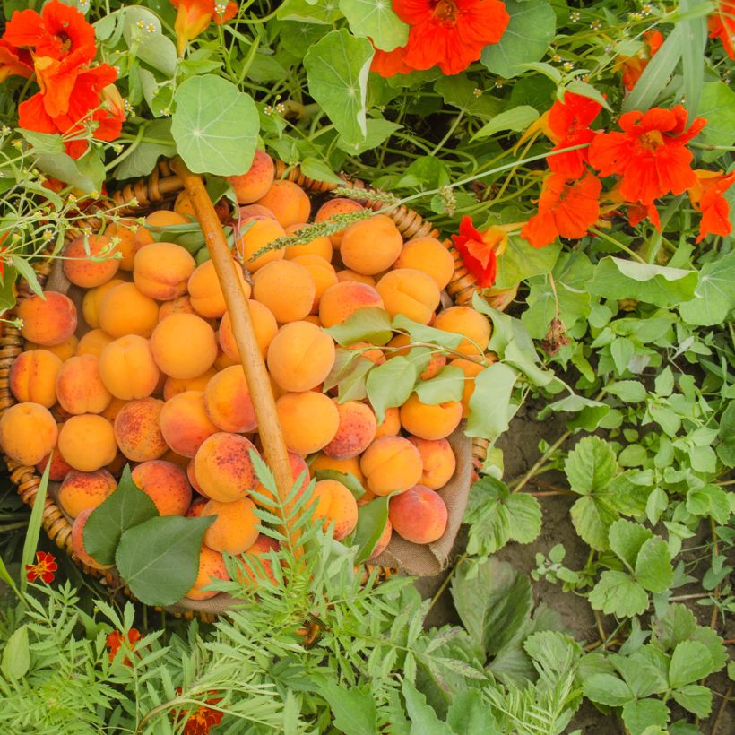 Abricotier - Prunus armeniaca Compacta (Récolte)