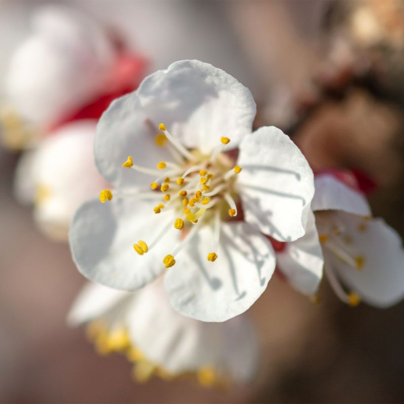 Abricotier - Prunus armeniaca Nanum (Floraison)