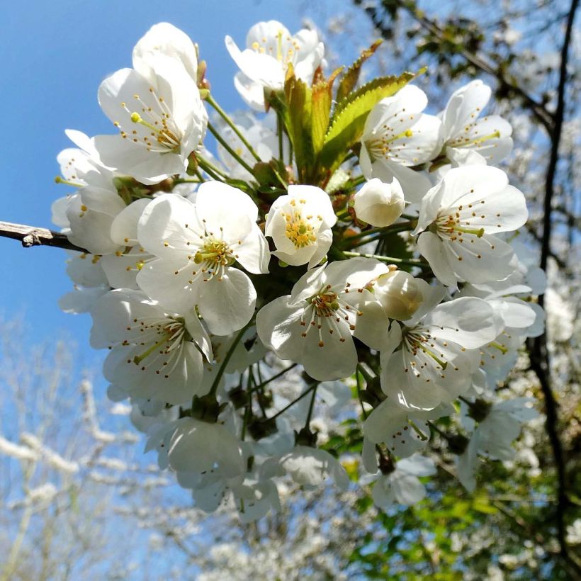 Merisier des oiseaux - Prunus avium (Floraison)