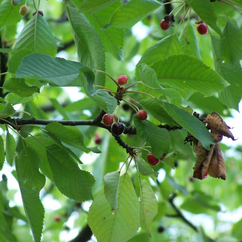 Merisier des oiseaux - Prunus avium (Feuillage)