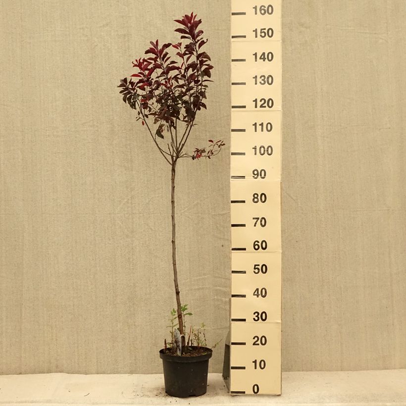 Spécimen de Prunus cistena - Prunier des sables Pot de 4L/5L, Tige de 80 cm tel que livré en été