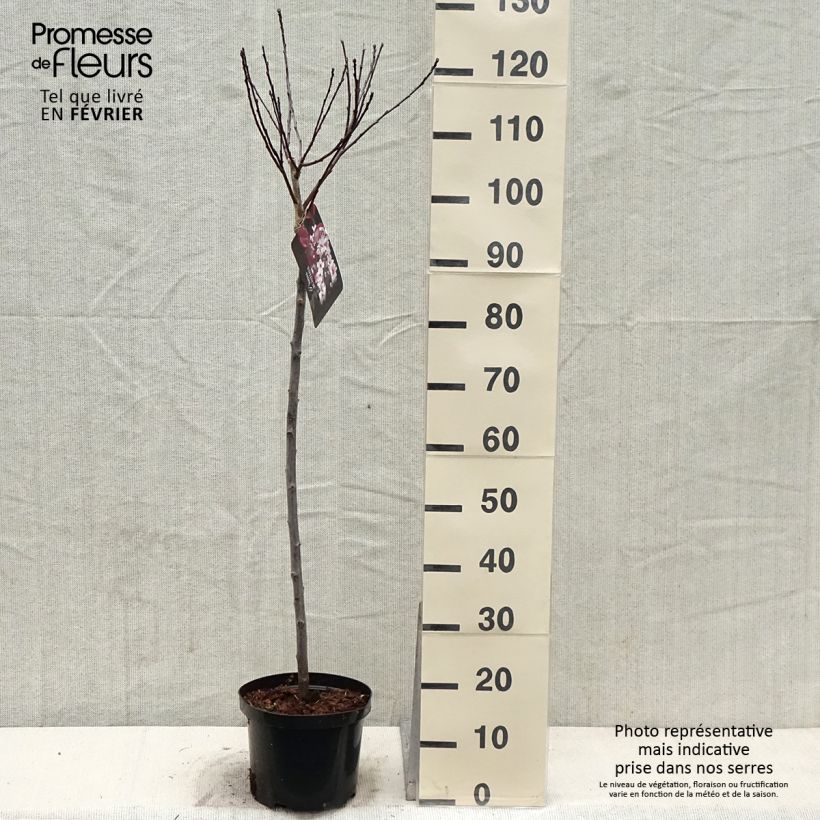Spécimen de Prunus cistena - Prunier des sables tel que livré en hiver