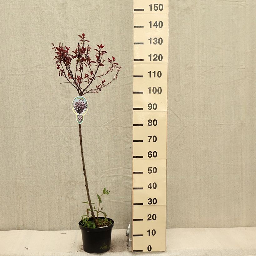 Spécimen de Prunus cistena - Prunier des sables Pot de 4L/5L sur haute tige tel que livré au printemps